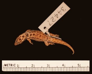 Media type: image;   Herpetology R-34427